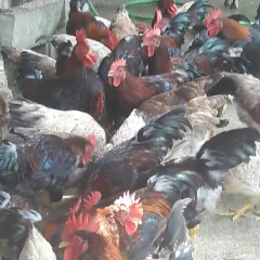 Gà lạc thủy hậu bị
